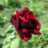 Perle Noire